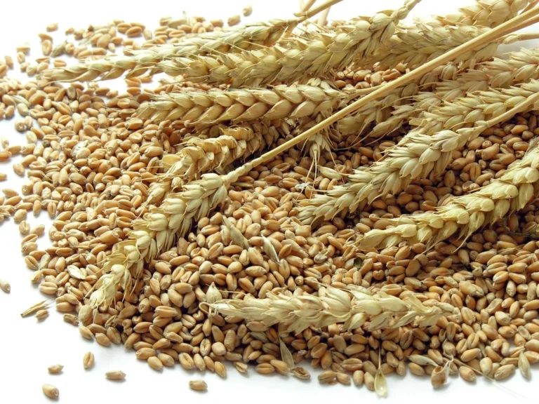 Heads wheat grains